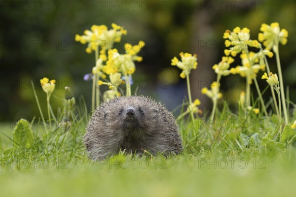 European hedgehog (Erinaceus europaeus) adult animal on a garden grass lawn next to flowering Cowslip flowers in spring, Suffolk, England, United Kingdom, Europe
