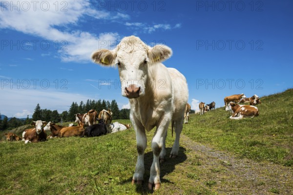 Dairy cows in front of a blue sky, Herzogenhorn, Southern Black Forest, Black Forest, Germany, Europe