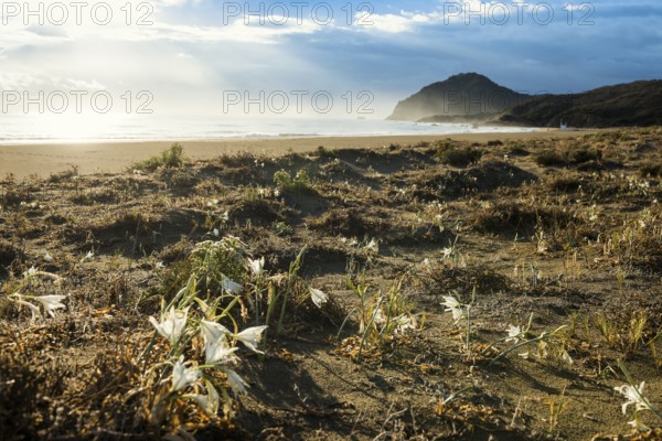 Lonely beach, Spiaggia Feraxi, sunrise, Capo Ferrato, Muravera, Province of Cagliari, Sardinia, Italy, Europe