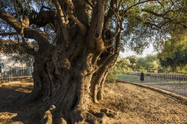 Ancient 1000-year-old olive tree, Santa Maria Navarrese, Gulf of Orosei National Park, Baunei, Nuoro, Sardinia, Italy, Europe