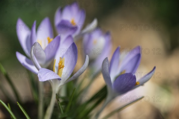 Elf crocus (Crocus tommasinianus), Emsland, Lower Saxony, Germany, Europe
