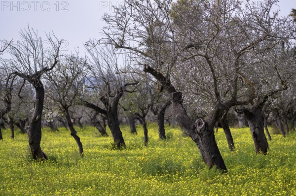 Almond blossom, almond trees, plantation, Bermuda buttercup (Oxalis pes-caprae), also known as low wood sorrel, Santa Maria del Camí, Calvià, Majorca, Balearic Islands, Balearic Islands, Spain, Europe