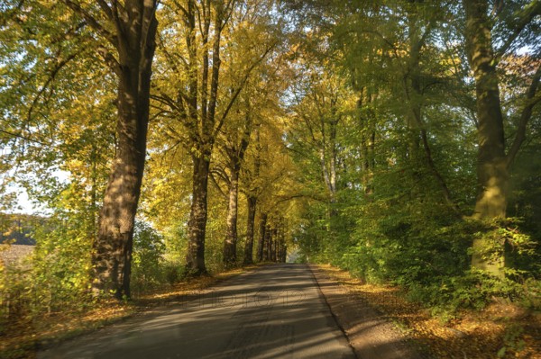 Autumnal avenue of lime trees (Tilia platyphyllo) s along a country road, Mecklenburg-Vorpommern, Germany, Europe