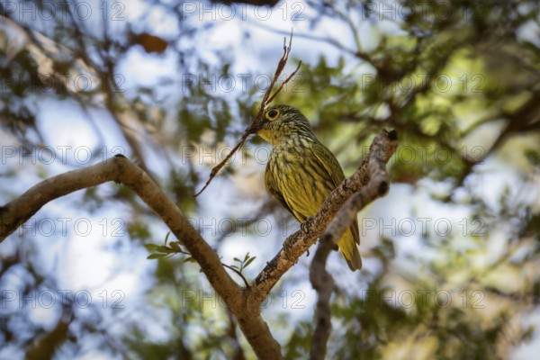 Female yellow-bellied jala (Philipitta schlegelii) in the dry forests of Tsingy de Bemaraha National Park