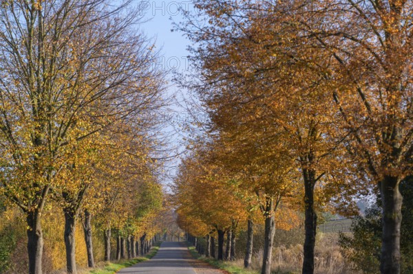 Autumnal lime tree avenue (Tilia), Brützkow, Mecklenburg-Vorpommern, Germany, Europe