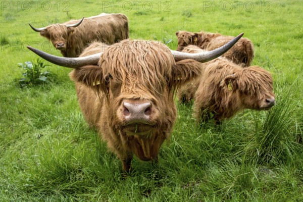 Highland cattle, Highland Cattle or Kyloe (Bos primigenius f. taurus), cow, shaggy coat covers eyes, calves, herd grazing on pasture, high lush grass, Nidda, Wetterau, Hesse, Germany, Europe
