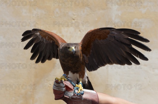 Goshawk with spread wings on a glove in front of a beige wall in daylight, captivity, Arcos de la Frontera, Cadiz province, Cadiz, Andalusia, Spain, Europe