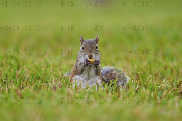 Grey Squirrel (Sciurus carolinensis), on meadow, springtime, Florida, USA, North America