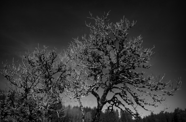 Dead tree, dead, full of lichen, black and white, Weiherwiesen nature reserve, Essingen, Swabian Alb, Baden-Württemberg, Germany, Europe