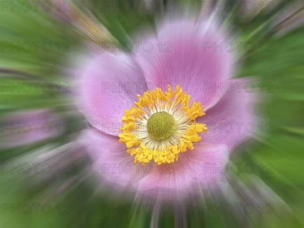 Vine-leaved anemone, vine-leaved anemone (Eriocapitella vitifolia), zoom effect