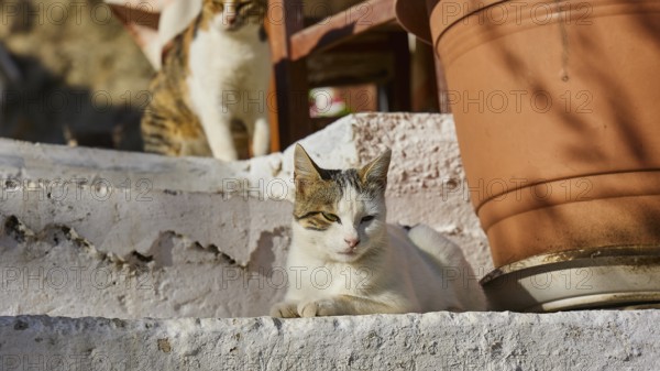 A cat lies on a staircase next to a large plant pot in the shade, cat (n), Olymbos, mountain village, morning light, Karpathos, Dodecanese, Greek Islands, Greece, Europe