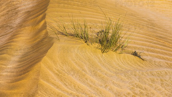 Green vegetation in a windswept sandy structure, Hugf stone desert, Arabian Peninsula, Sultanate of Oman