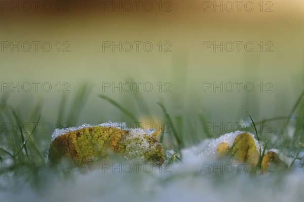 Late autumn, November, Germany, Europe