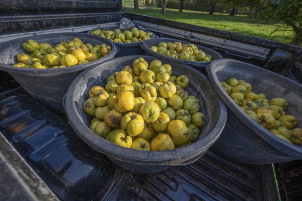Freshly harvested quinces (Cydonia oblonga) in tonnes on a pickup truck, Mecklenburg-Vorpommern, Germany, Europe