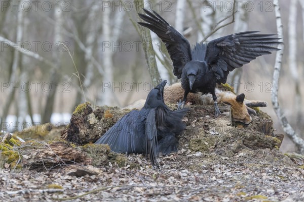 Two common raven (Corvus corax), fighting and feeding on the carcass of a red fox lying on stones in a forest of birch trees