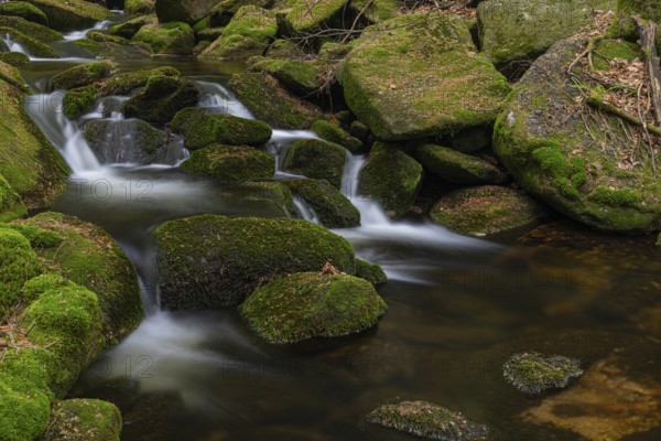 Kleine Ohe creek below Waldhaeuser village in the Bavarian Forest Nationalpark. Flowing water, little cascades, mossy stones and fresh green vegetation
