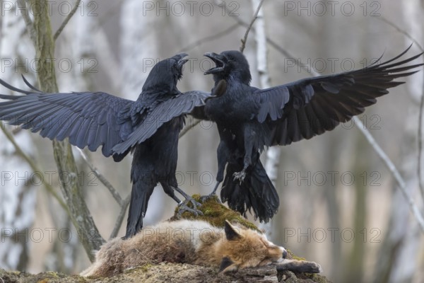 Two common raven (Corvus corax), fighting and feeding on the carcass of a red fox lying on stones in a forest of birch trees