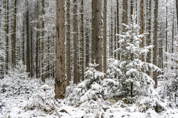 Snow-covered forest in the Sauerland, Sundern, Hochsauerlandkreis, North Rhine-Westphalia