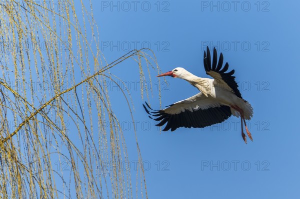 A stork flies next to an overhanging willow branch in the bright blue sky, white stork (Ciconia ciconia), wildlife, Germany, Europe