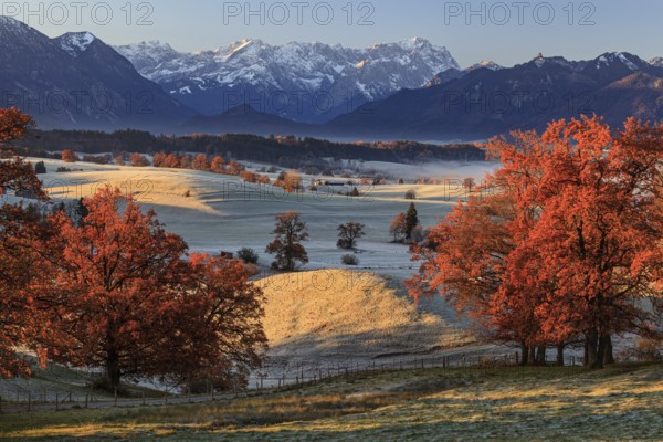 Autumn coloured trees, oaks, meadow, hoarfrost, morning light, Aidling, view of Zugspitze, Alpine foothills, Bavaria, Germany, Europe