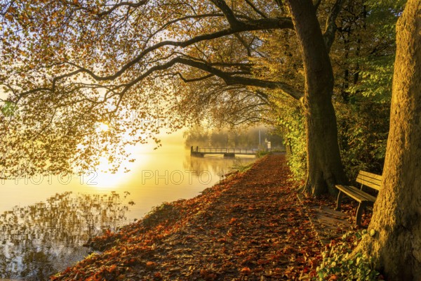 Autumn colours on the Platanen Allee, Hardenberg Ufer, lakeside path on Lake Baldeney, near Haus Scheppen, in Essen, North Rhine-Westphalia, Germany, Europe
