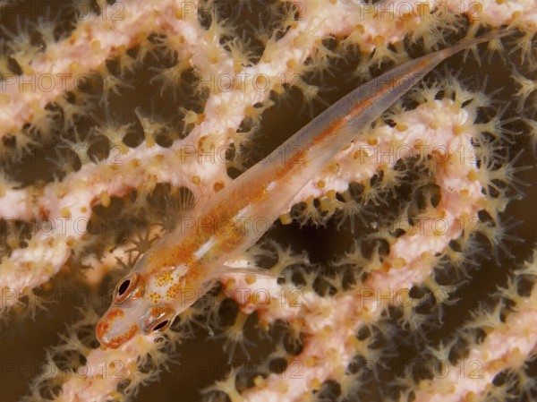 A delicate, almost invisible fish, Mozambique ghost goby (Pleurosicya mossambica), rests well camouflaged on a coral, giant fan coral (Annella mollis), dive site Twin Reef, Penyapangan, Bali, Indonesia, Asia