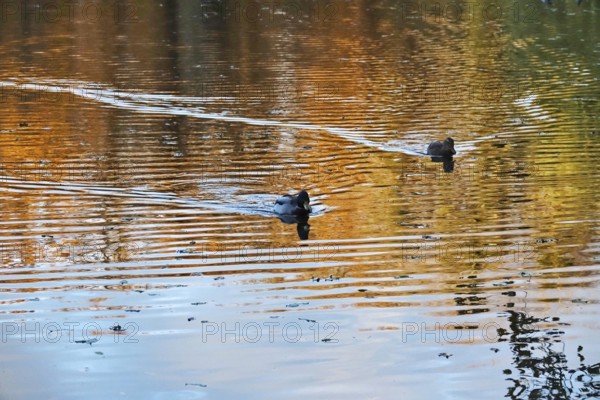 Ducks on a lake in autumn, Germany, Europe