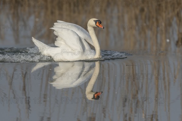A swan swims in a lake and has spread its wings. The water is calm and the sky is clear. Lower Rhine, Alsace, France, Europe