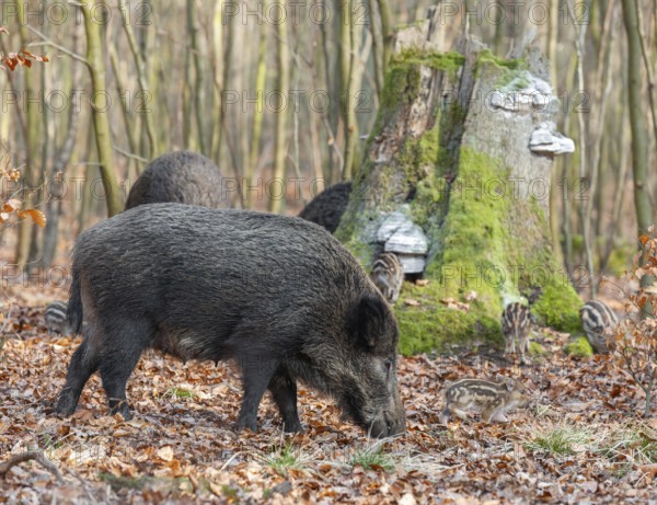 Wild boar, wild boar (Sus scrofa), bucks with young boars foraging in the forest, Germany, Europe