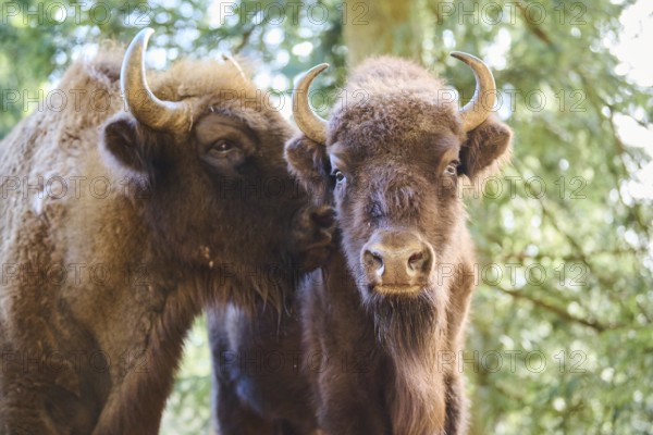 European bison (Bison bonasus) portrait in a forest in spring, Bavarian Forest, Germany, Europe