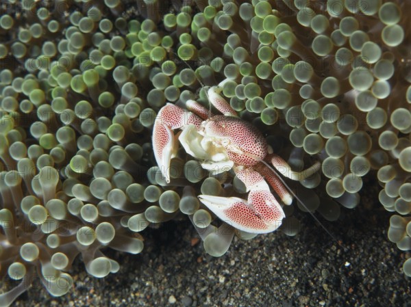 Small spotted porcelain crab (Neopetrolisthes maculatus) hidden between the tentacles of a green sea anemone, dive site Puri Jati, Umeanyar, Bali, Indonesia, Asia