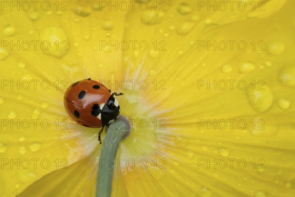Seven-spot ladybird (Coccinella septempunctata) adult insect on a garden yellow poppy flower in springtime, England, United Kingdom, Europe
