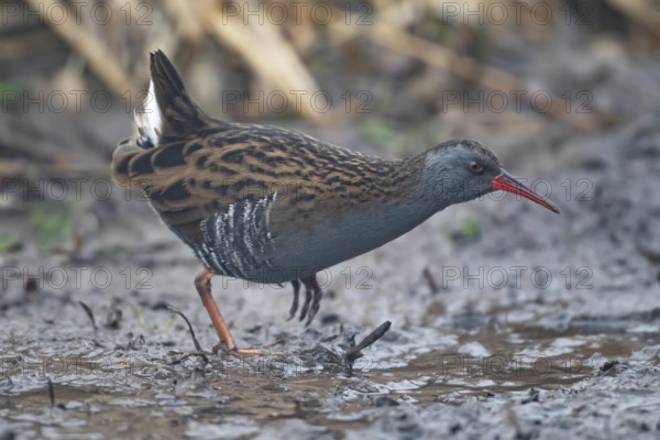Water rail (Rallus aquaticus) adult bird walking on mud, England, United Kingdom, Europe