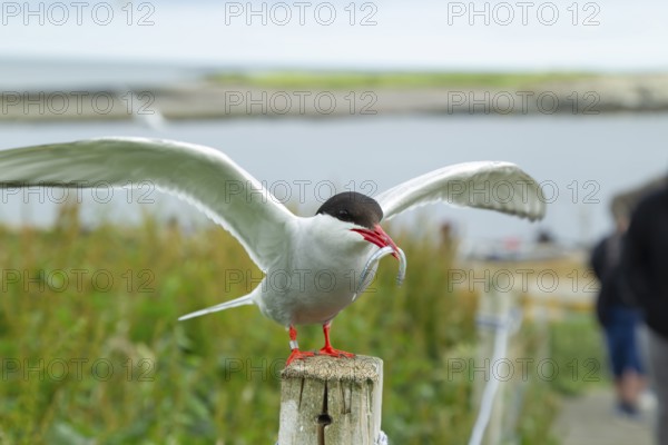 Arctic tern (Sterna paradisaea) adult bird on a wooden post carrying a fish in its beak in the summer, Farne islands, England, United Kingdom, Europe