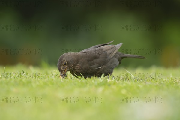 Common or Eurasian blackbird (Turdus merula) adult female bird collecting worms in its beak from a garden grass lawn, England, United Kingdom, Europe