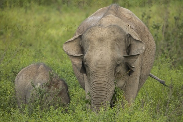 Indian elephants (Elephas maximus indicus), Khiri Khan, Hua Hin, Kui Buri National Park, Thailand, Asia