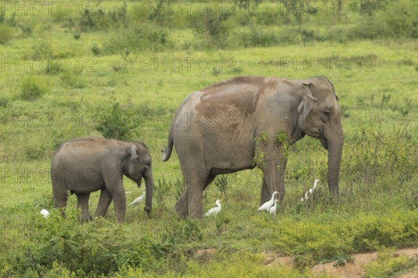 Indian elephants (Elephas maximus indicus), Khiri Khan, Hua Hin, Kui Buri National Park, Thailand, Asia