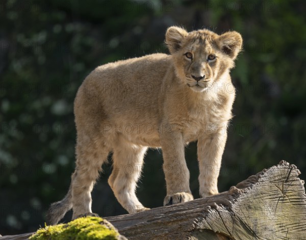 Asiatic Lion (Panthera leo persica), young standing on a tree trunk, occurring in India, captive