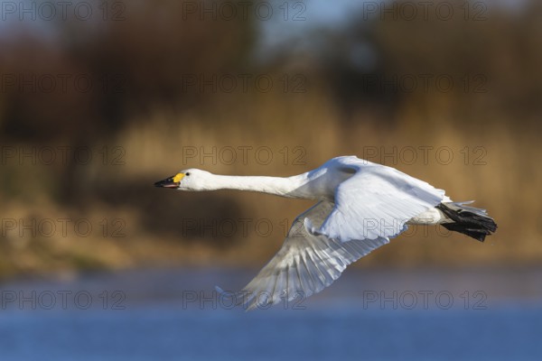 Tundra Swan, Bewick's Swan, Cygnus columbianus in flight at winter in Slimbridge, England, United Kingdom, Europe