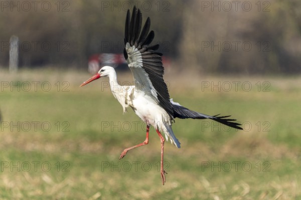 A stork lands gently on a green meadow, wings spread wide, white stork (Ciconia ciconia), wildlife, Germany, Europe