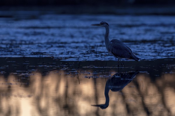 Grey heron, (Ardea cinerea), in the morning light, standing on the bank of a drained fish pond, reflection, Lusatia, Saxony