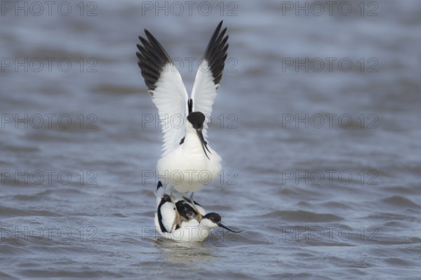 Pied avocet (Recurvirostra avosetta) two adult wading birds mating in shallow water, England, United Kingdom, Europe