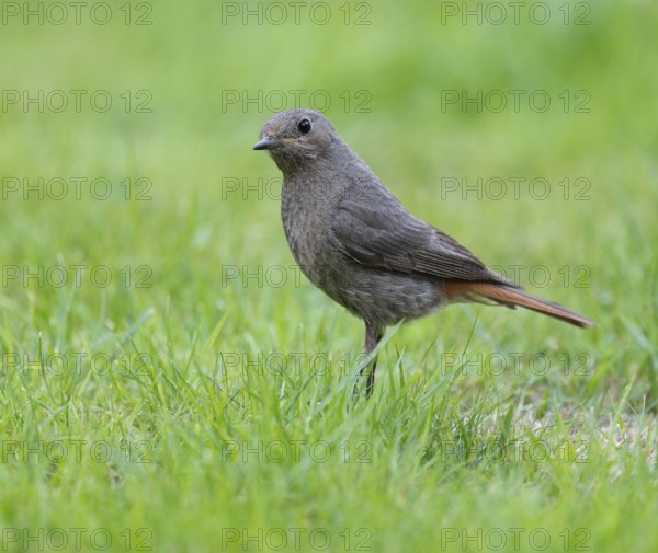 Black redstart (Phoenicurus ochruros), female foraging on a lawn in a garden, Lower Saxony, Germany, Europe