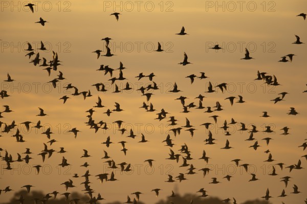 Black tailed godwit (Limosa limosa) silhouette of adult wading birds in flight in a flock at sunset, England, United Kingdom, Europe