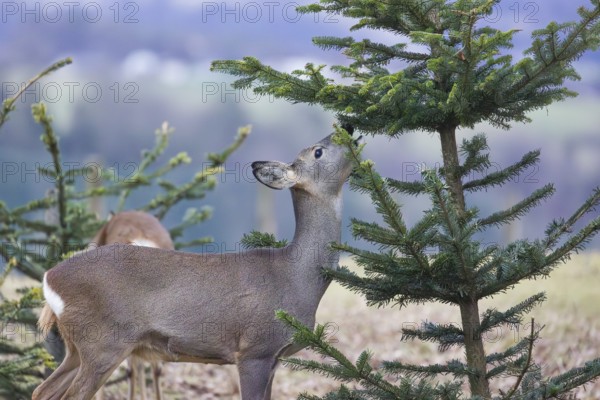 A female roe deer (Capreolus capreolus) stands in a meadow and nibbles on the needles of a fir tree