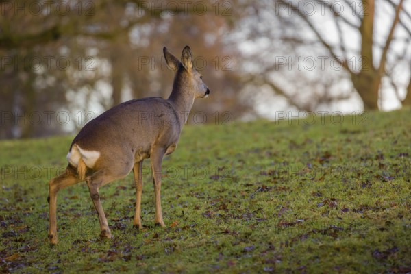 A female roe deer (Capreolus capreolus) stands urinating in a meadow