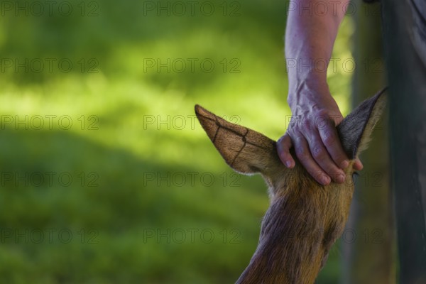 A hand-raised female roe deer (Capreolus capreolus) lets a human cuddle her