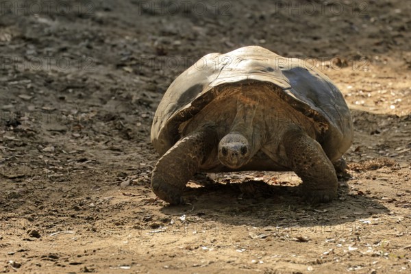 Galapagos giant tortoise (Chelonoidis niger), adult, foraging, captive, Galapagos Islands, Ecuador, South America