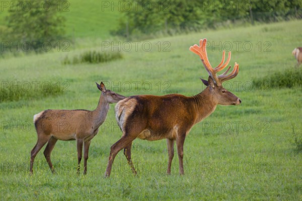An Altai maral stag and a hind Altai wapiti or Altai elk (Cervus canadensis sibiricus) stand in a meadow