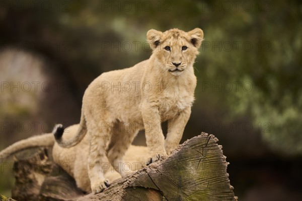 Asiatic lion (Panthera leo persica) cub standing on a tree trunk, captive